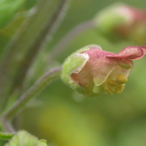  - Scrophularia scorodonia L. [1753]