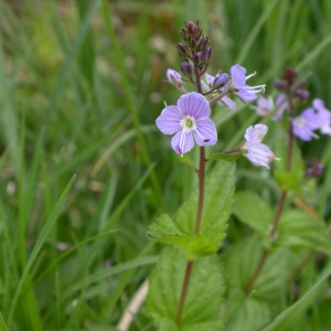 Veronica sempervirens Bubani (Véronique de Gouan)