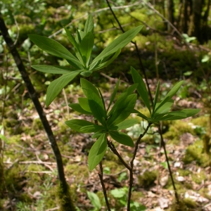 Photographie n°10823 du taxon Daphne mezereum L. [1753]