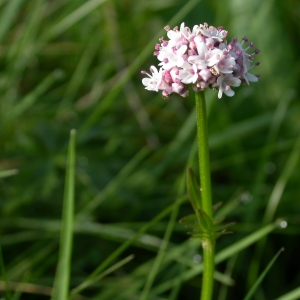 Photographie n°10838 du taxon Valeriana dioica L. [1753]