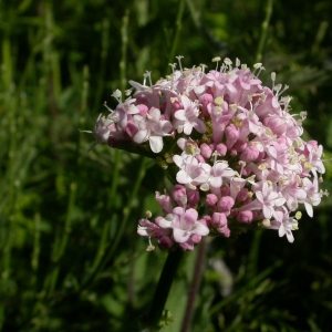 Photographie n°10839 du taxon Valeriana officinalis L. [1753]