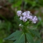  Julien BARATAUD - Valeriana tripteris L. [1753]