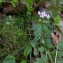  Julien BARATAUD - Valeriana tripteris L. [1753]