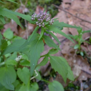 Photographie n°10842 du taxon Valeriana tripteris L. [1753]