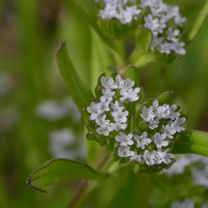 Photographie n°10843 du taxon Valerianella locusta (L.) Laterr. [1821]