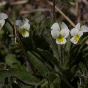 Photographie n°10844 du taxon Viola kitaibeliana Schult. [1819]