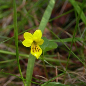 Photographie n°10848 du taxon Viola biflora L.