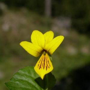 Photographie n°10849 du taxon Viola biflora L.