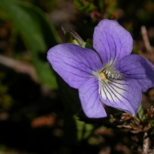 Photographie n°10851 du taxon Viola canina L. [1753]