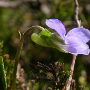 Photographie n°10852 du taxon Viola canina L. [1753]