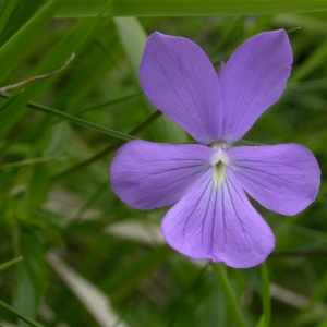 Photographie n°10853 du taxon Viola cornuta L. [1763]