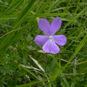 Photographie n°10854 du taxon Viola cornuta L. [1763]