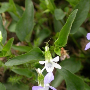 Photographie n°10856 du taxon Viola lactea Sm. [1798]