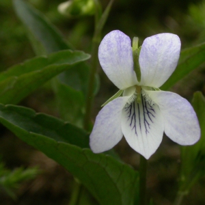 Photographie n°10857 du taxon Viola lactea Sm. [1798]