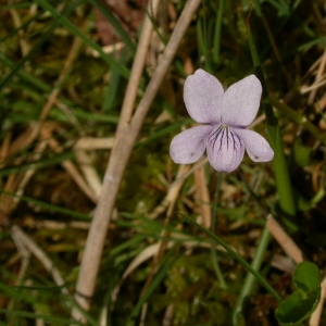 Photographie n°10859 du taxon Viola palustris L. [1753]