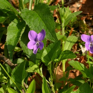 Photographie n°10860 du taxon Viola riviniana Rchb. [1823]