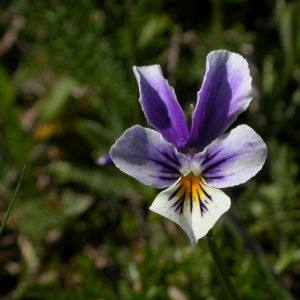 Photographie n°10864 du taxon Viola tricolor L. [1753]