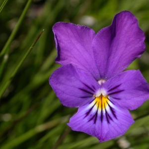 Photographie n°10865 du taxon Viola tricolor L. [1753]