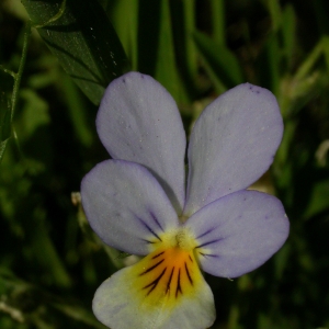 Photographie n°10868 du taxon Viola tricolor L. [1753]