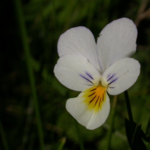 Photographie n°10869 du taxon Viola tricolor L. [1753]
