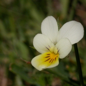 Photographie n°10870 du taxon Viola tricolor L. [1753]