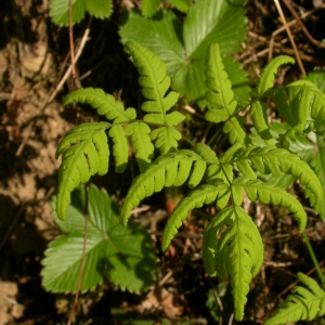 Photographie n°10873 du taxon Gymnocarpium dryopteris (L.) Newman [1851]