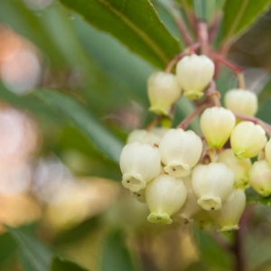 Photographie n°10880 du taxon Arbutus unedo L.