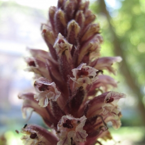 Photographie n°10884 du taxon Orobanche hederae Vaucher ex Duby