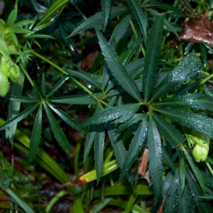 Photographie n°10998 du taxon Helleborus foetidus L. [1753]