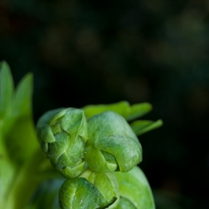 Photographie n°11003 du taxon Helleborus foetidus L. [1753]