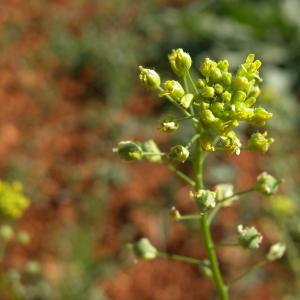 Photographie n°11039 du taxon Neslia paniculata subsp. paniculata 