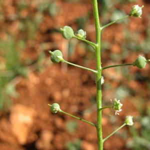 Photographie n°11040 du taxon Neslia paniculata subsp. paniculata 