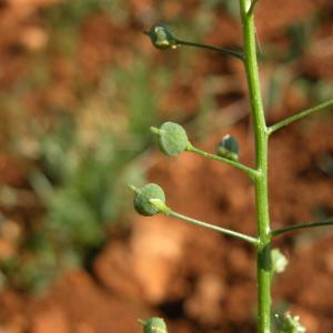 Neslia paniculata (L.) Desv. subsp. paniculata