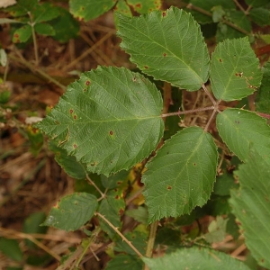 Rubus macrophyllus subsp. albiflorus (Boulay & Lucand) Boulay