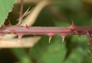 David Mercier, le 25 août 2009 (Allemagne)