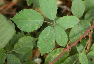 David Mercier, le 25 août 2009 (Allemagne)