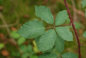 David Mercier, le 26 août 2009 (Allemagne)