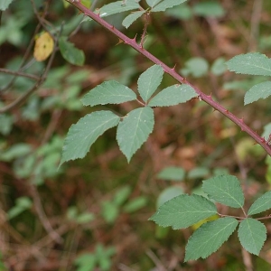 Rubus amiantinus Focke