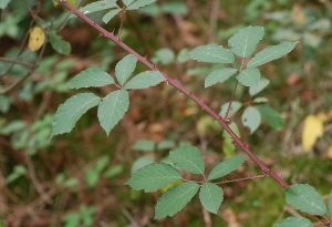David Mercier, le 26 août 2009 (Allemagne)