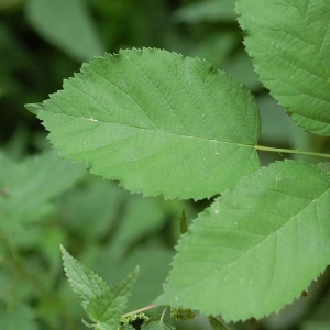  - Rubus austroslovacus Trávn. [2005]