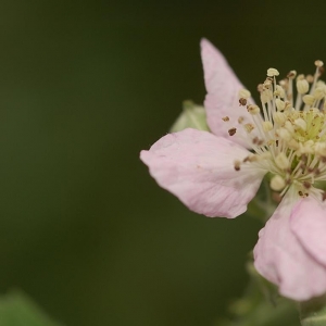 Rubus baruthicus H.E.Weber