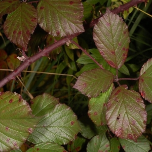 Photographie n°11143 du taxon Rubus bifrons Vest ex Tratt. [1823]