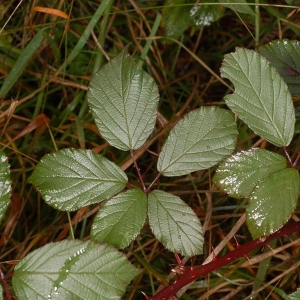 Photographie n°11145 du taxon Rubus bifrons Vest ex Tratt. [1823]