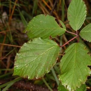 Photographie n°11146 du taxon Rubus bifrons Vest ex Tratt. [1823]