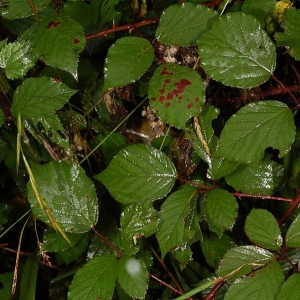 Photographie n°11147 du taxon Rubus bifrons Vest ex Tratt. [1823]