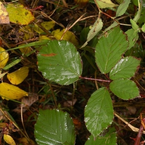Photographie n°11148 du taxon Rubus bifrons Vest ex Tratt. [1823]
