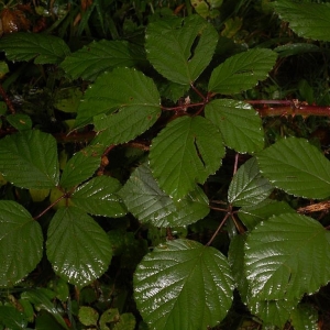 Photographie n°11149 du taxon Rubus bifrons Vest ex Tratt. [1823]