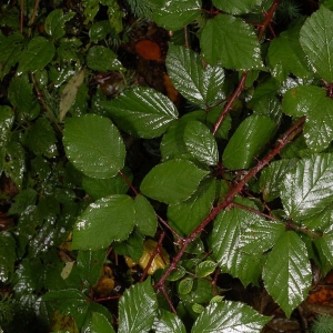 Photographie n°11151 du taxon Rubus bifrons Vest ex Tratt. [1823]