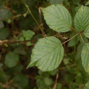 Rubus bifrons Vest ex Tratt. (Ronce changeante)