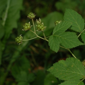 Photographie n°11162 du taxon Rubus caesius L. [1753]